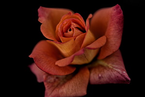 christmas rose 2025.11 dt