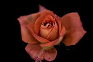 christmas rose 2025.12 dt