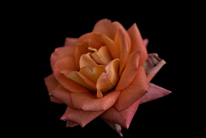 christmas rose 2025.13 dt