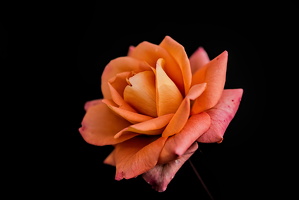 christmas rose 2025.14 dt