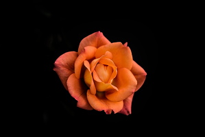 christmas rose 2025.15 dt