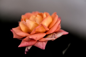 christmas rose 2025.16 dt