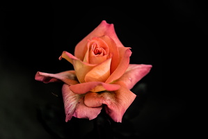 christmas rose 2025.17 dt