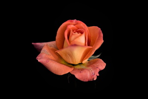 christmas rose 2025.18 dt