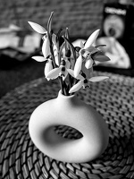 galanthus 2026.01 dt bw