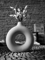 galanthus 2026.02 dt bw