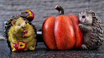 hedgehog with pumpkin 2026.03 dt
