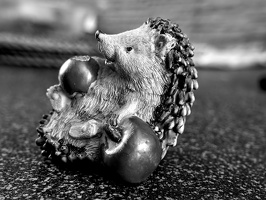 hedgehog with apples 2026.05 dt bw