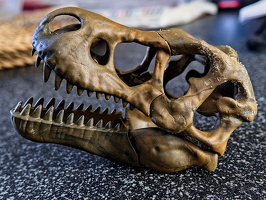 t-rex 2026.05 dt