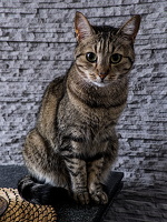 Kat 2026.01 dt