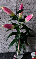 lilium 2026.01 dt