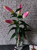 lilium 2026.02 dt