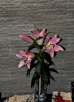 lilium 2026.04 dt