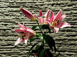 lilium 2026.05 dt