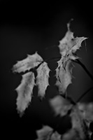 leaves 2026.05 dt bw