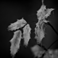 leaves 2026.05 dt bw