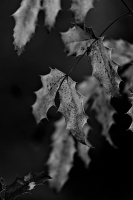 leaves 2026.06 dt bw