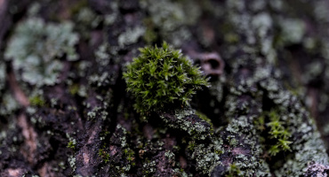 bryophite 2026.02 dt