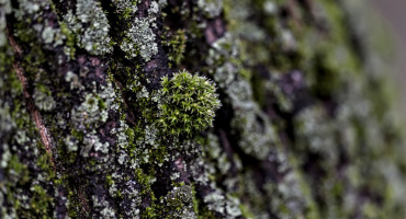 bryophite 2026.01 dt