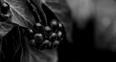 x-beries 2026.01 dt bw