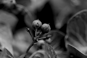 hedera helix 2026.02 dt bw