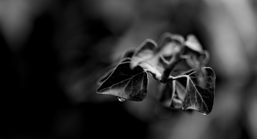 hedera helix 2026.03 dt bw