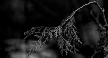 thúja 2026.01 dt bw