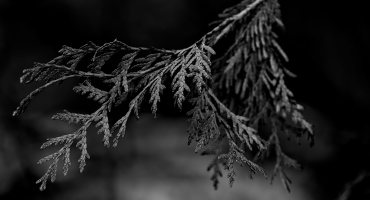 thúja 2026.02 dt bw