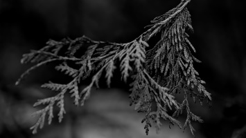 thúja 2026.03 dt bw