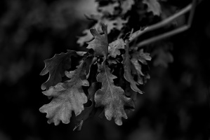 leaves 2026.09 dt bw