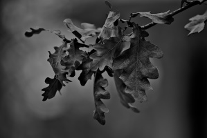 leaves 2026.10 dt bw