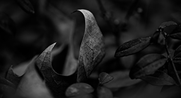 leaves 2026.13 dt bw