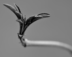 macro 2026.01 dt bw (2)