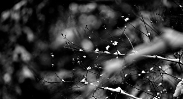 winter 2026.01 dt bw