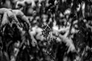 winter 2026.02 dt bw