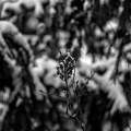 winter 2026.02 dt bw