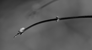 macro 2026.04 dt bw (1)