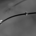 macro 2026.04 dt bw (1)
