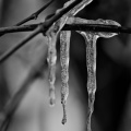 macro 2026.06 dt bw