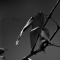 winter 2026.03 dt bw