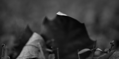 leaves 2026.16 dt bw