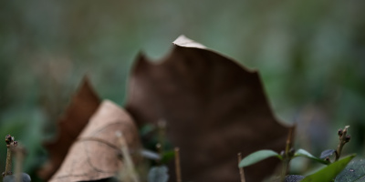 leaves 2026.16 dt