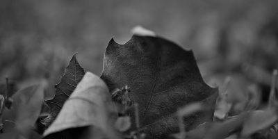 leaves 2026.17 dt bw