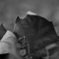 leaves 2026.17 dt bw