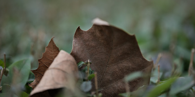 leaves 2026.17 dt
