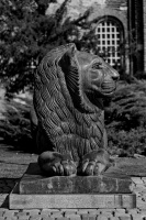 lion 2026.06 dt bw