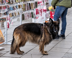 german shepperd 2026.01 dt