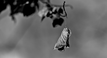 leaves 2026.21 dt bw