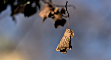 leaves 2026.21 dt