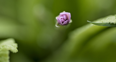 macro 2026.08 dt